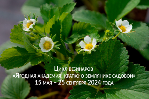 Цикл вебинаров  «Ягодная академия: кратко о землянике садовой» 15 мая – 25 сентября 2024 года