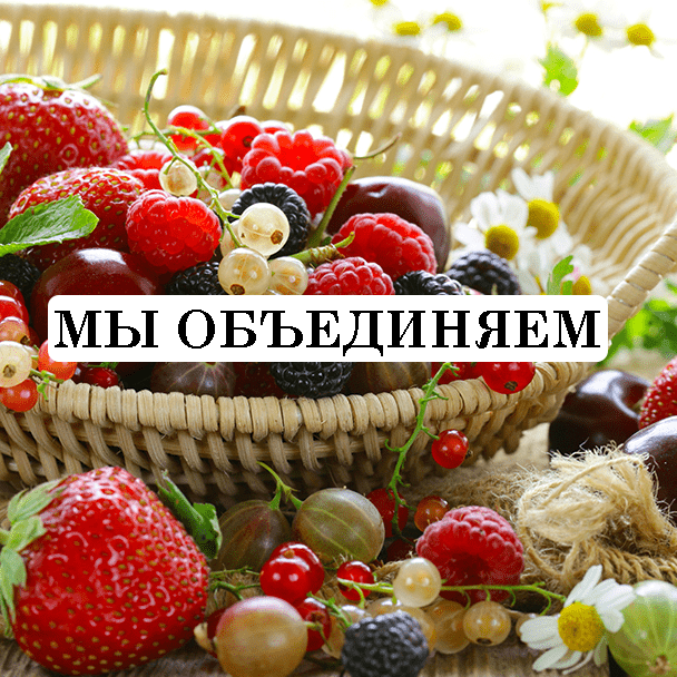 organic-berries6_p60018